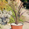 Cordyline &