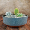 3 Cacti Concrete Capri DIY Kit