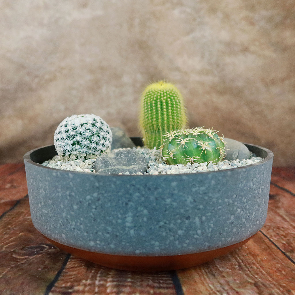 3 Cacti Concrete Capri DIY Kit