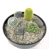 3 Cacti Concrete Capri DIY Kit
