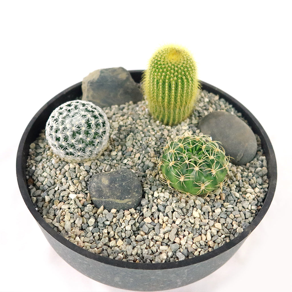 3 Cacti Concrete Capri DIY Kit