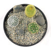 3 Cacti Concrete Capri DIY Kit