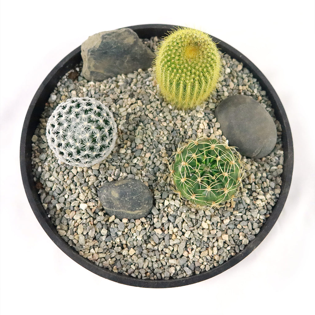 3 Cacti Concrete Capri DIY Kit