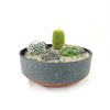 3 Cacti Concrete Capri DIY Kit