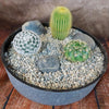 3 Cacti Concrete Capri DIY Kit