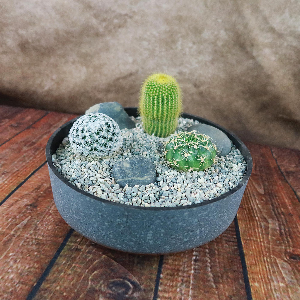 3 Cacti Concrete Capri DIY Kit