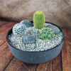 3 Cacti Concrete Capri DIY Kit