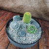 3 Cacti Concrete Capri DIY Kit