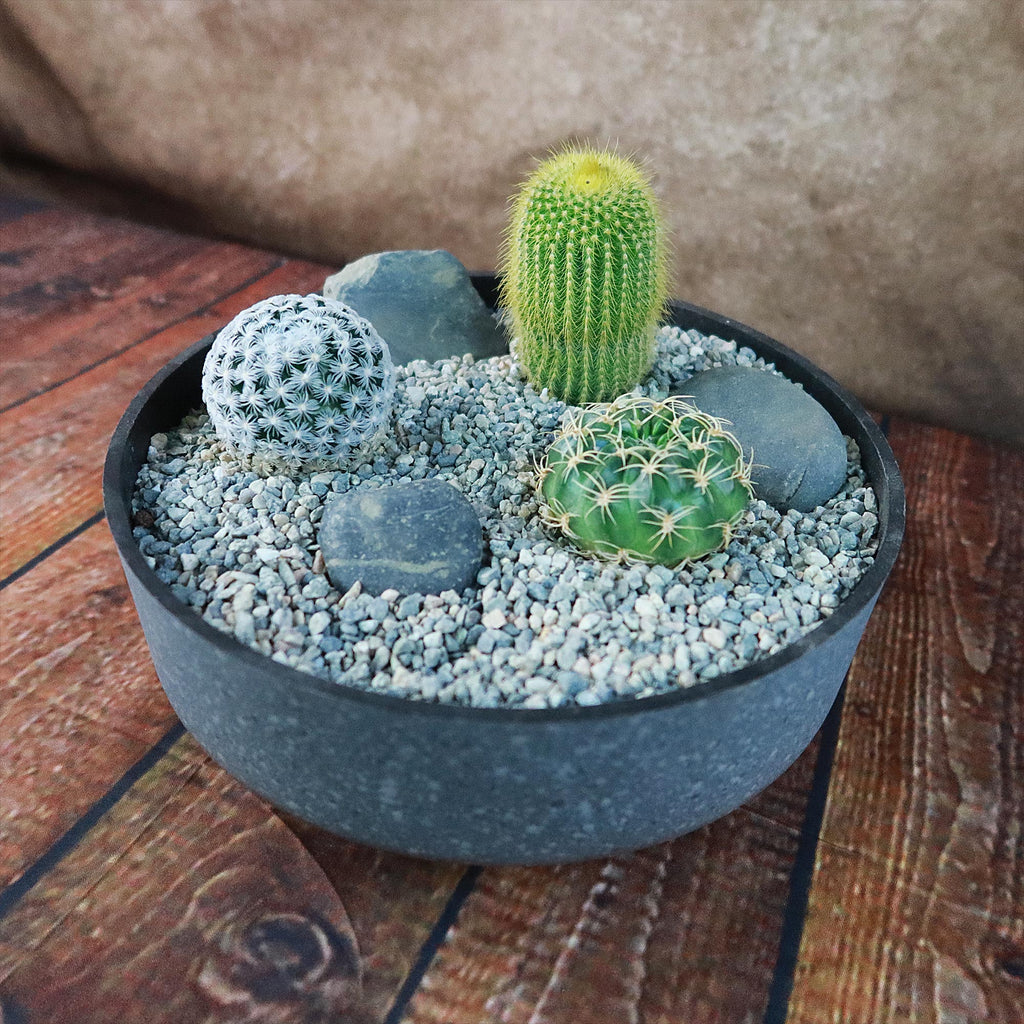 3 Cacti Concrete Capri DIY Kit
