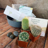 3 Cacti Concrete Capri DIY Kit