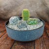3 Cacti Concrete Capri DIY Kit