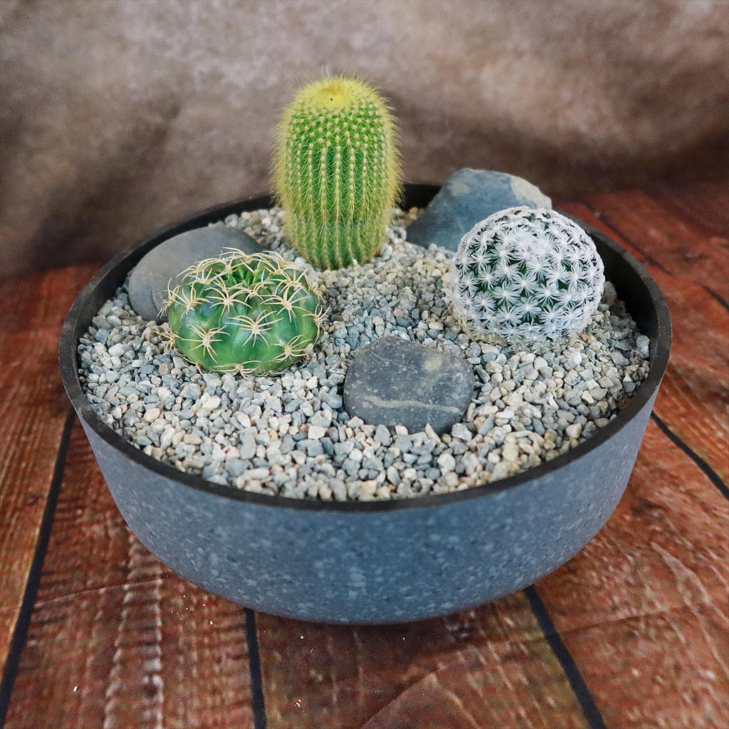 3 Cacti Concrete Capri DIY Kit