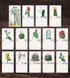 2025 Cactus Calendar