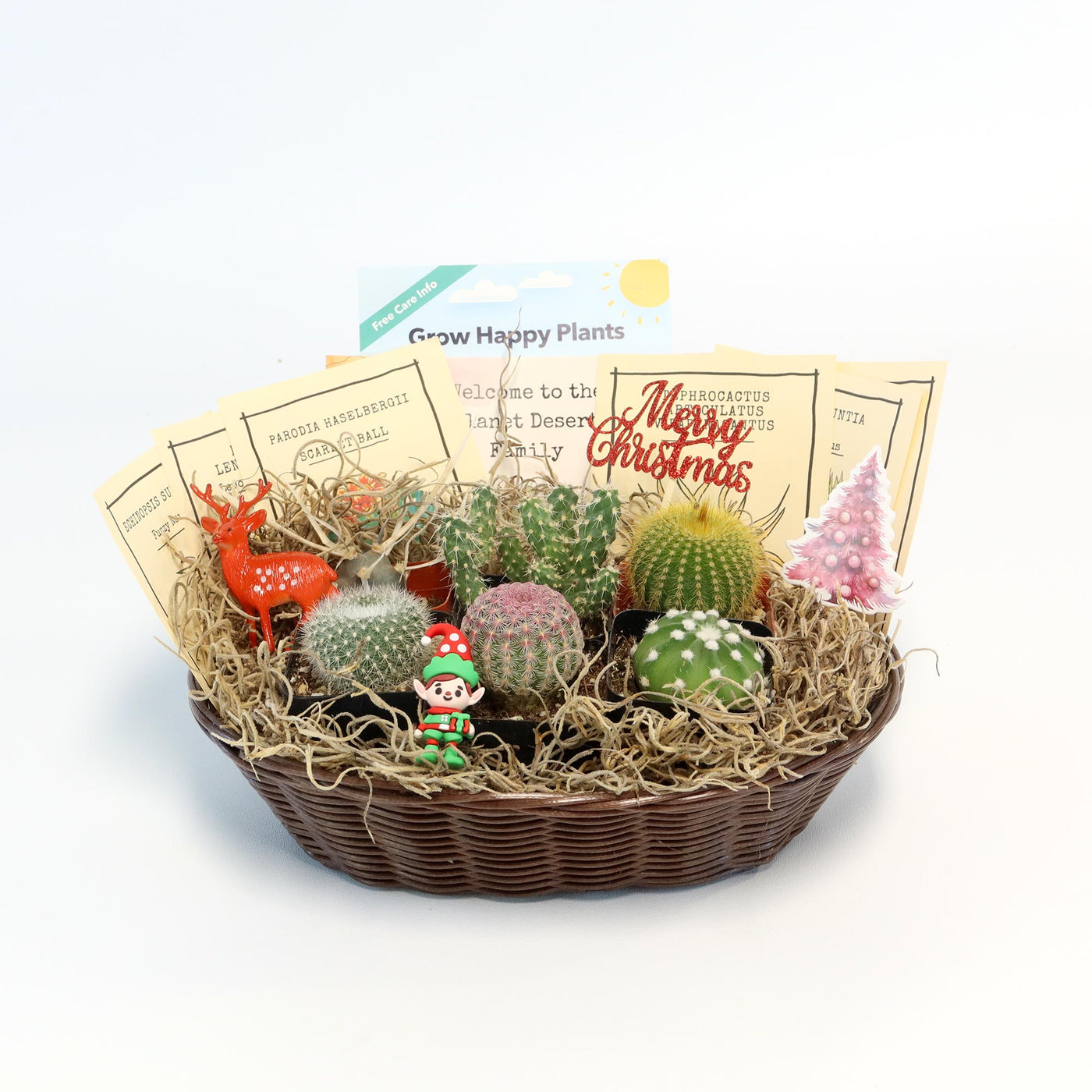 Cactus Gift Basket Arrangement – A Unique Holiday Gift