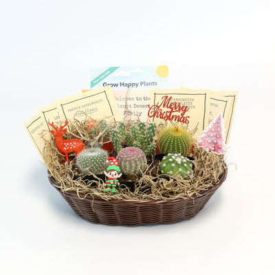 Cactus Gift Basket Arrangement – A Unique Holiday Gift