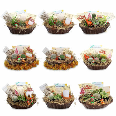 Cactus Gift Basket Arrangement – A Unique Holiday Gift