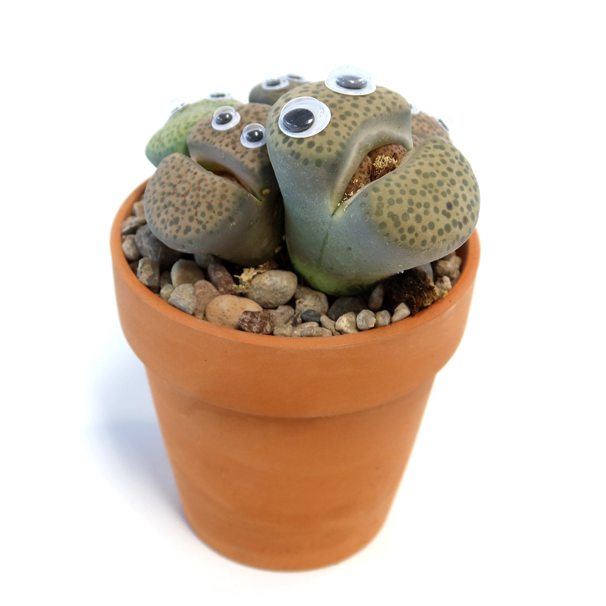 Missy Pebbles Cactus Pal is a green speckled potted succulent with googly eyes, adding a quirky, playful touch to plant décor.
