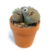 Johny Lithops Cactus Pal ‘Living Cactus Doll with Googly Eyes’