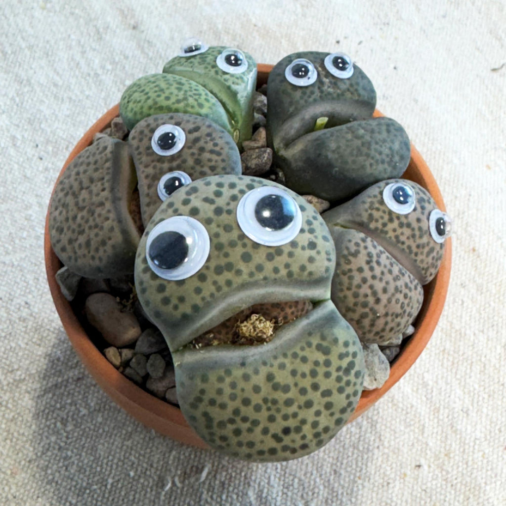 Missy Pebbles Cactus Pal, a green and brown lithops with googly eyes, looks like a cute frog; fun living plant décor gift.