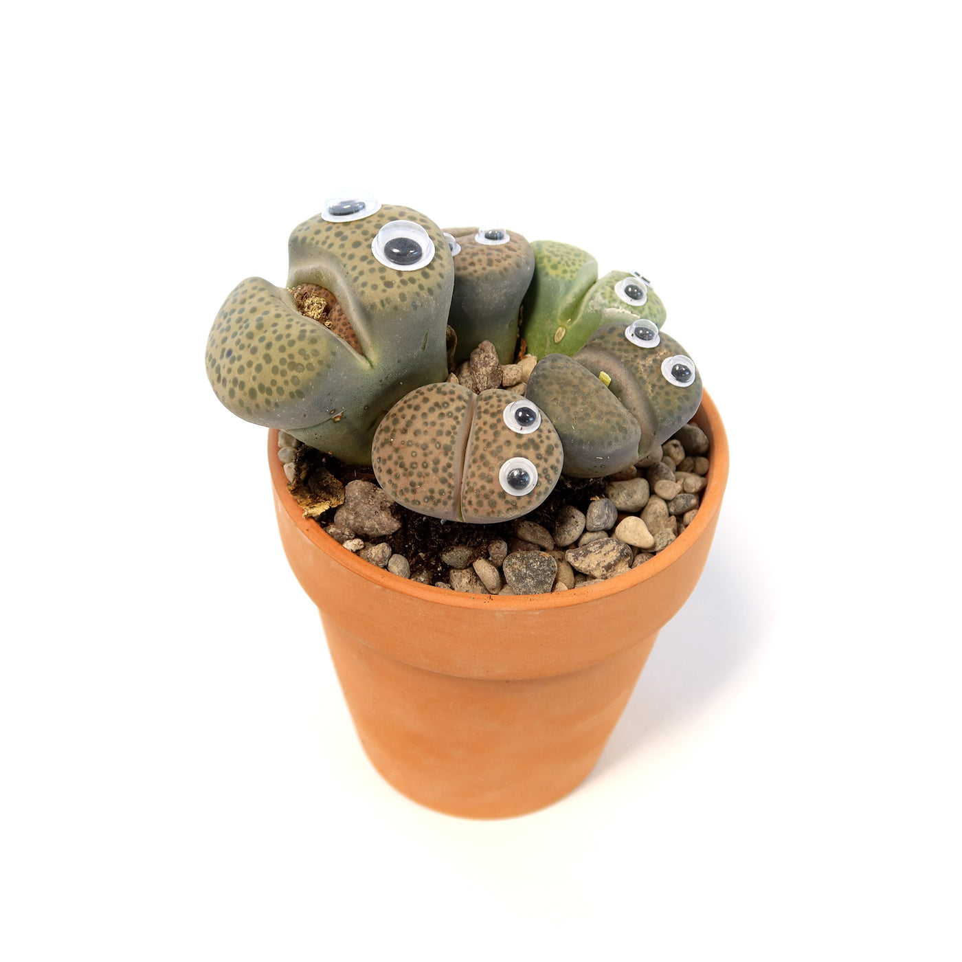 succulent that looks like eyes Johny Lithops Cactus Pal ‘Living Cactus Doll with Googly Eyes’
