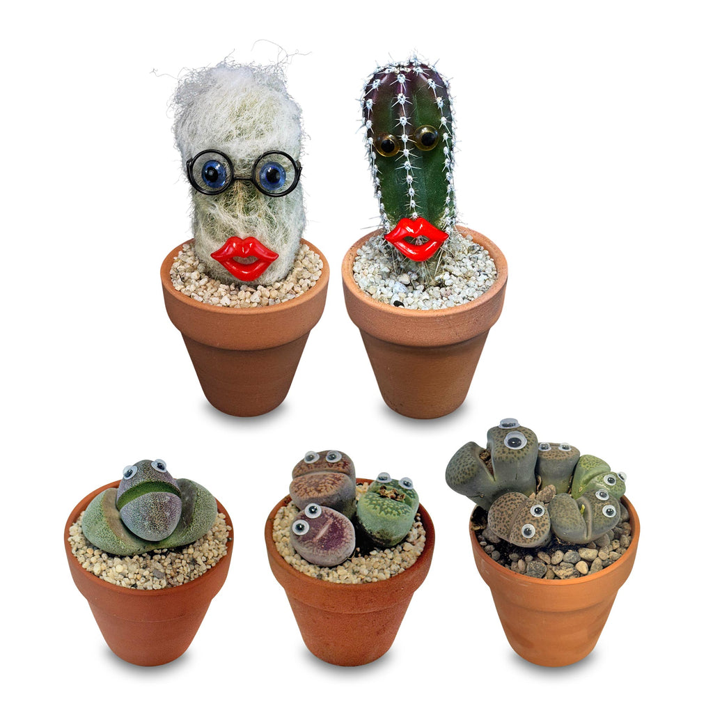 Johny Lithops Cactus Pal ‘Living Cactus Doll with Googly Eyes’