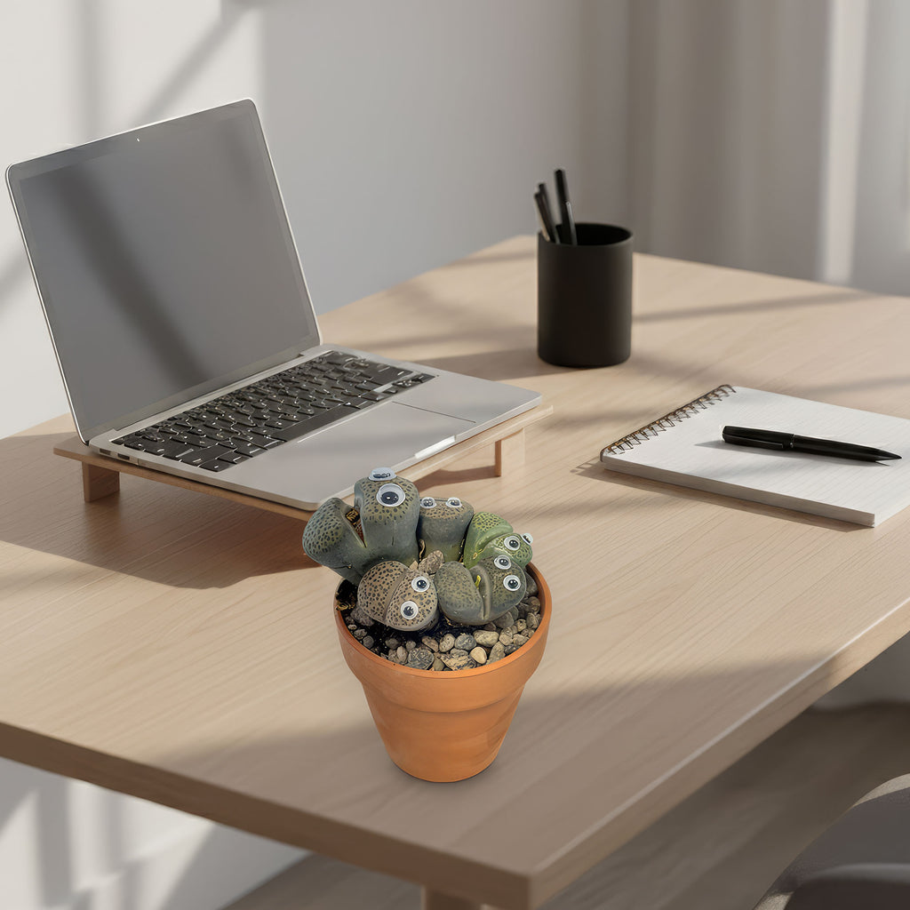 Johny Lithops Cactus Pal ‘Living Cactus Doll with Googly Eyes’