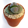 Mr Pleiospilos ‘Split Rock Cactus Pal’ with googly eyes in a small terracotta pot, styled as a frog on pebbles, white background.