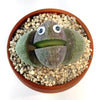 Mr Pleiospilos ‘Split Rock Cactus Pal’ with googly eyes in a round brown pot, nestled among pebbles for a whimsical succulent gift.