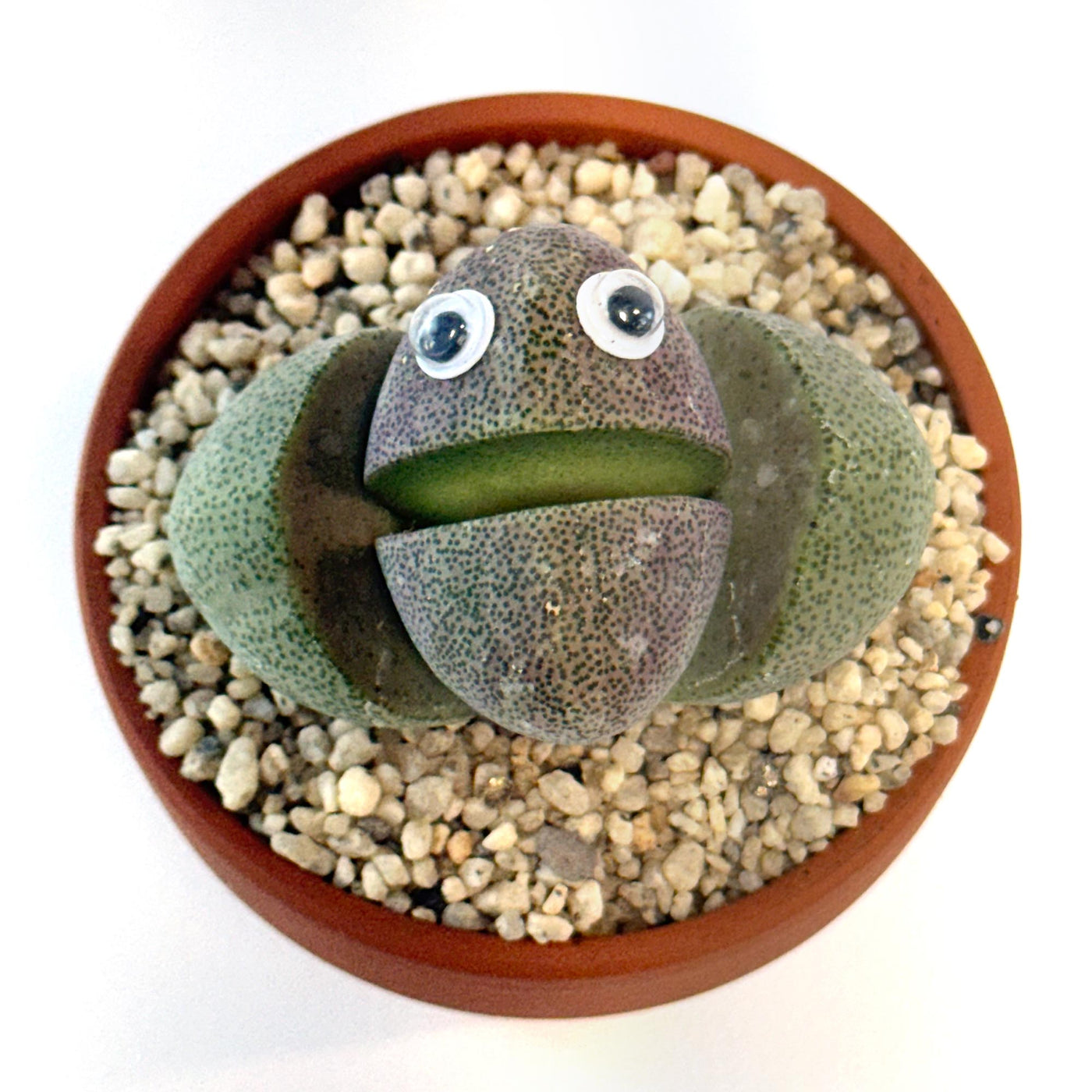cactus googly eyes Shop 'Mr. Pleiospilos Cactus Pal– Split Rock Succulent with Googly Eyes