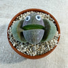 Mr Pleiospilos ‘Split Rock Cactus Pal’ succulent in a small pot with pebbled soil, decorated with playful googly eyes.