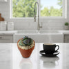 Mr Pleiospilos ‘Split Rock Cactus Pal’ with googly eyes sits on a kitchen counter beside a steaming cup, window, and sink.