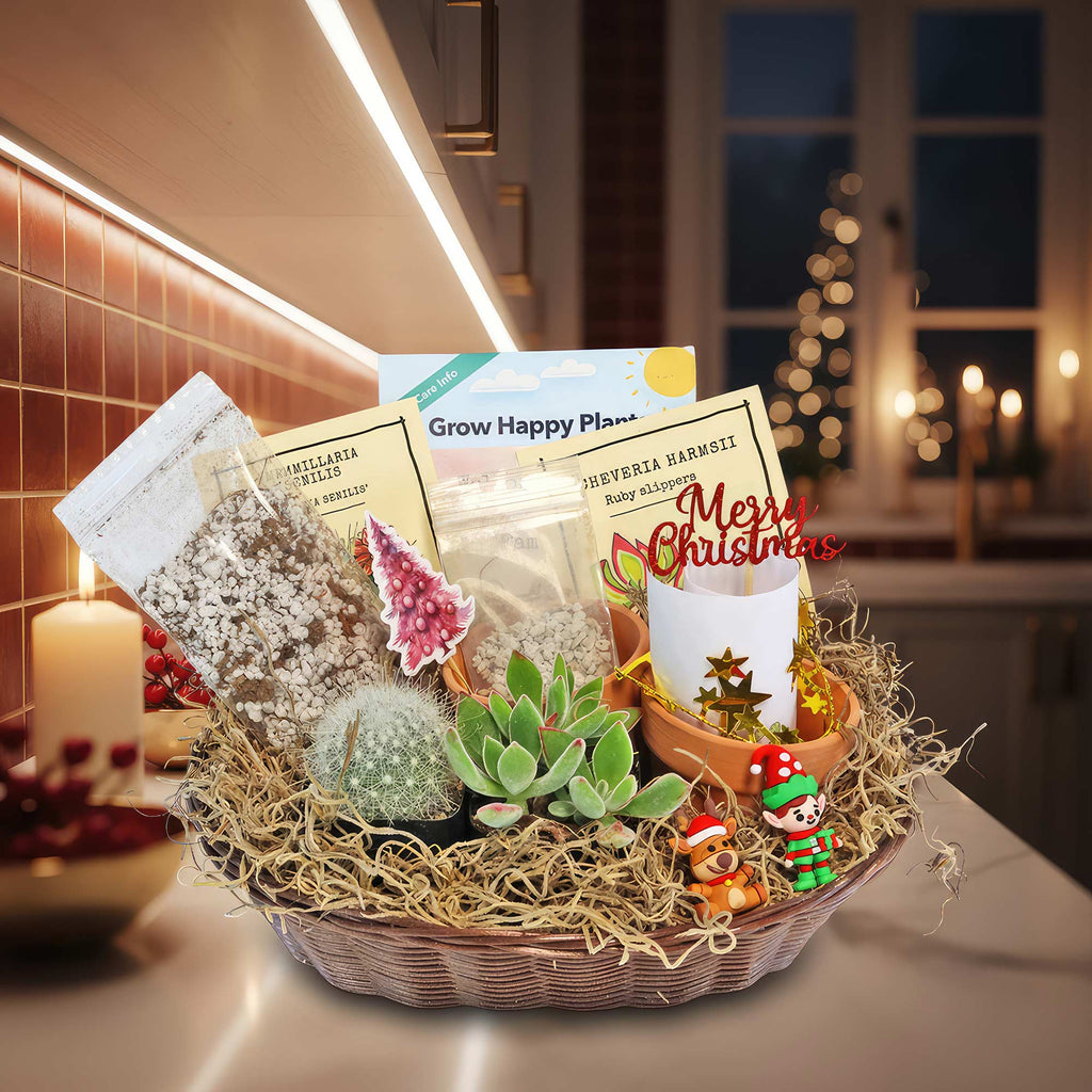 1 Cactus and 1 Succulent Growing Kit – A Creative Gift Basket