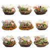 1 Cactus and 1 Succulent Growing Kit – A Creative Gift Basket