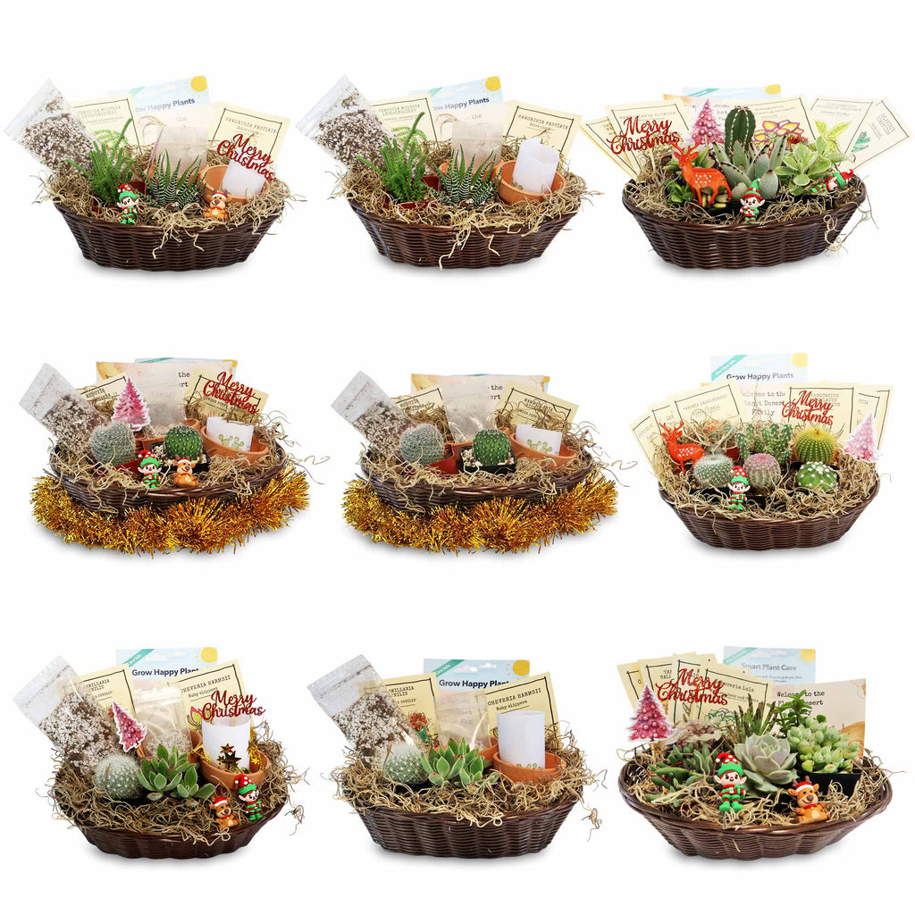 1 Cactus and 1 Succulent Growing Kit – A Creative Gift Basket