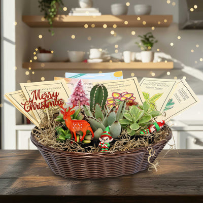 Cactus & Succulent Gift Basket – A Unique Holiday Gift