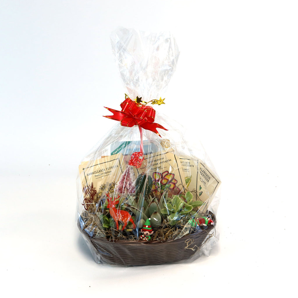 Cactus & Succulent Gift Basket – A Unique Holiday Gift