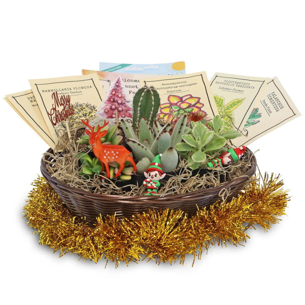 Cactus & Succulent Gift Basket – A Unique Holiday Gift