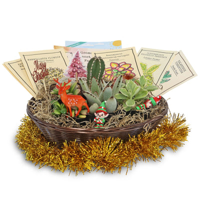 Cactus & Succulent Gift Basket – A Unique Holiday Gift