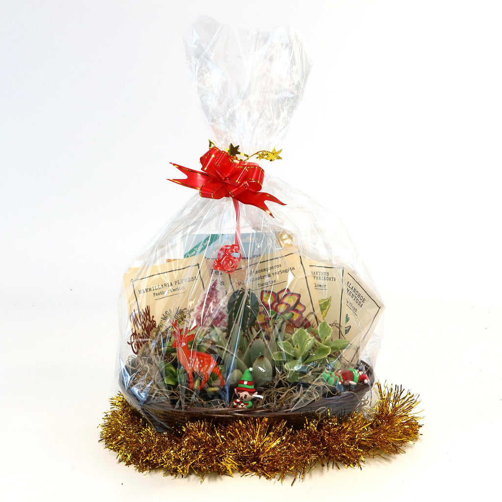 Cactus & Succulent Gift Basket – A Unique Holiday Gift