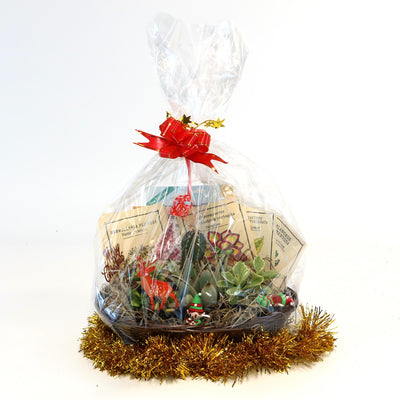 Cactus & Succulent Gift Basket – A Unique Holiday Gift