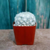 Feather Cactus ‘Mammillaria pulmosa’