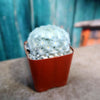 Feather Cactus ‘Mammillaria pulmosa’