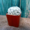 Feather Cactus ‘Mammillaria pulmosa’