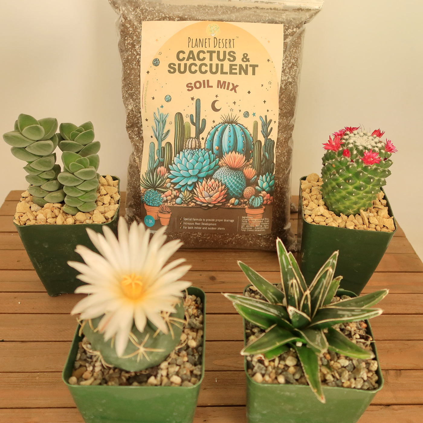 Cactus and Succulent Soil Mix: The Ultimate Pro Mix Formula