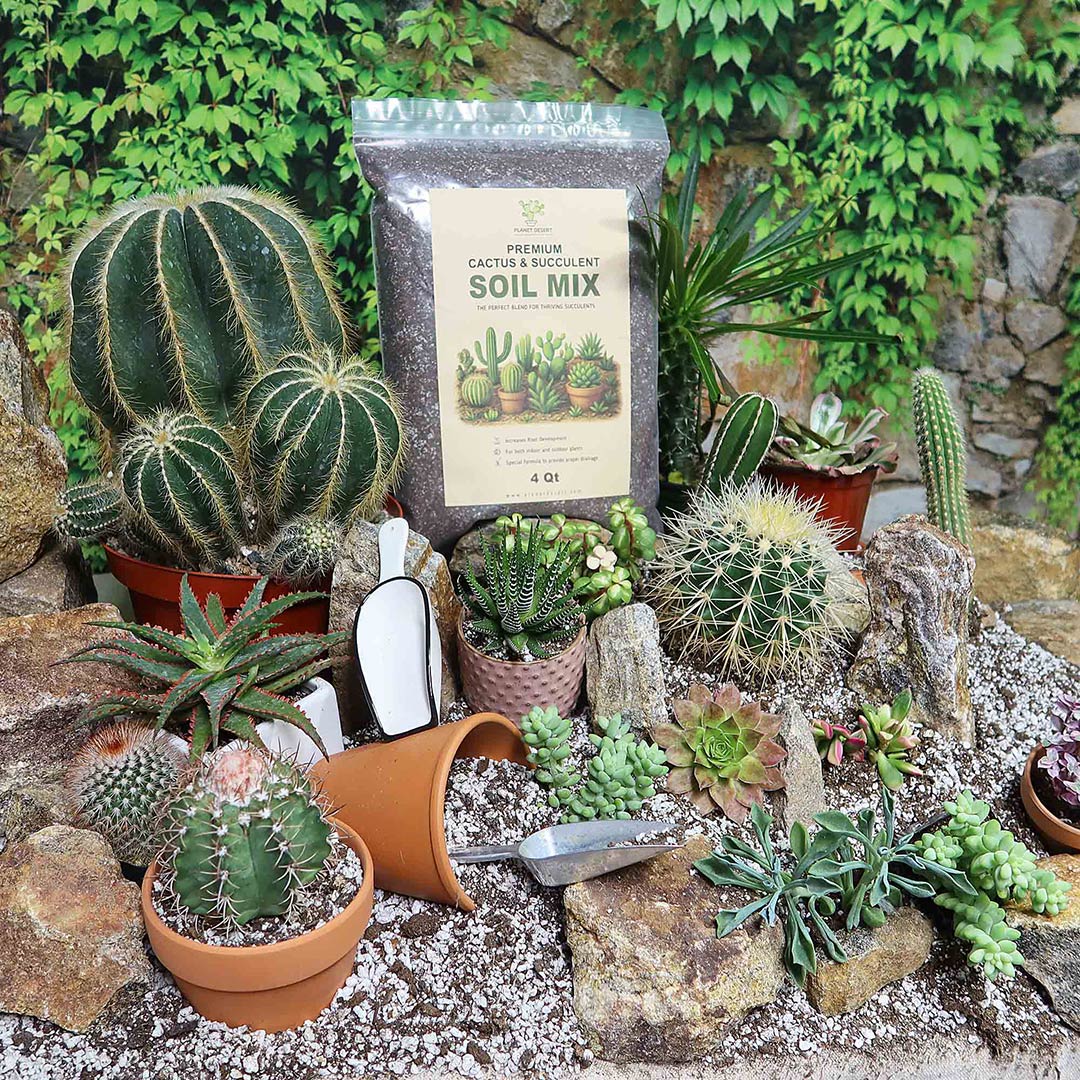 Cactus and Succulent Soil Mix: The Ultimate Pro Mix Formula 12 Quarts