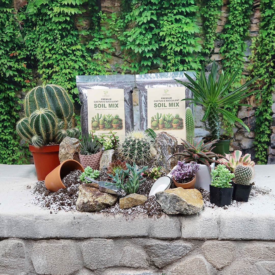 cactus and succulent for sale Cactus and Succulent Soil Mix: The Ultimate Pro Mix Formula 12 Quarts