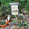 Cactus and Succulent Soil Mix: The Ultimate Pro Mix Formula