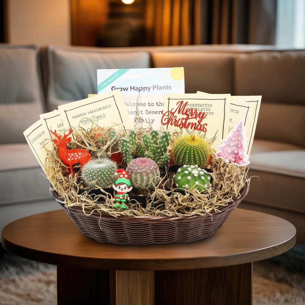 Cactus Gift Basket Arrangement – A Unique Holiday Gift