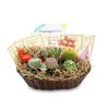 Cactus Gift Basket Arrangement – A Unique Holiday Gift