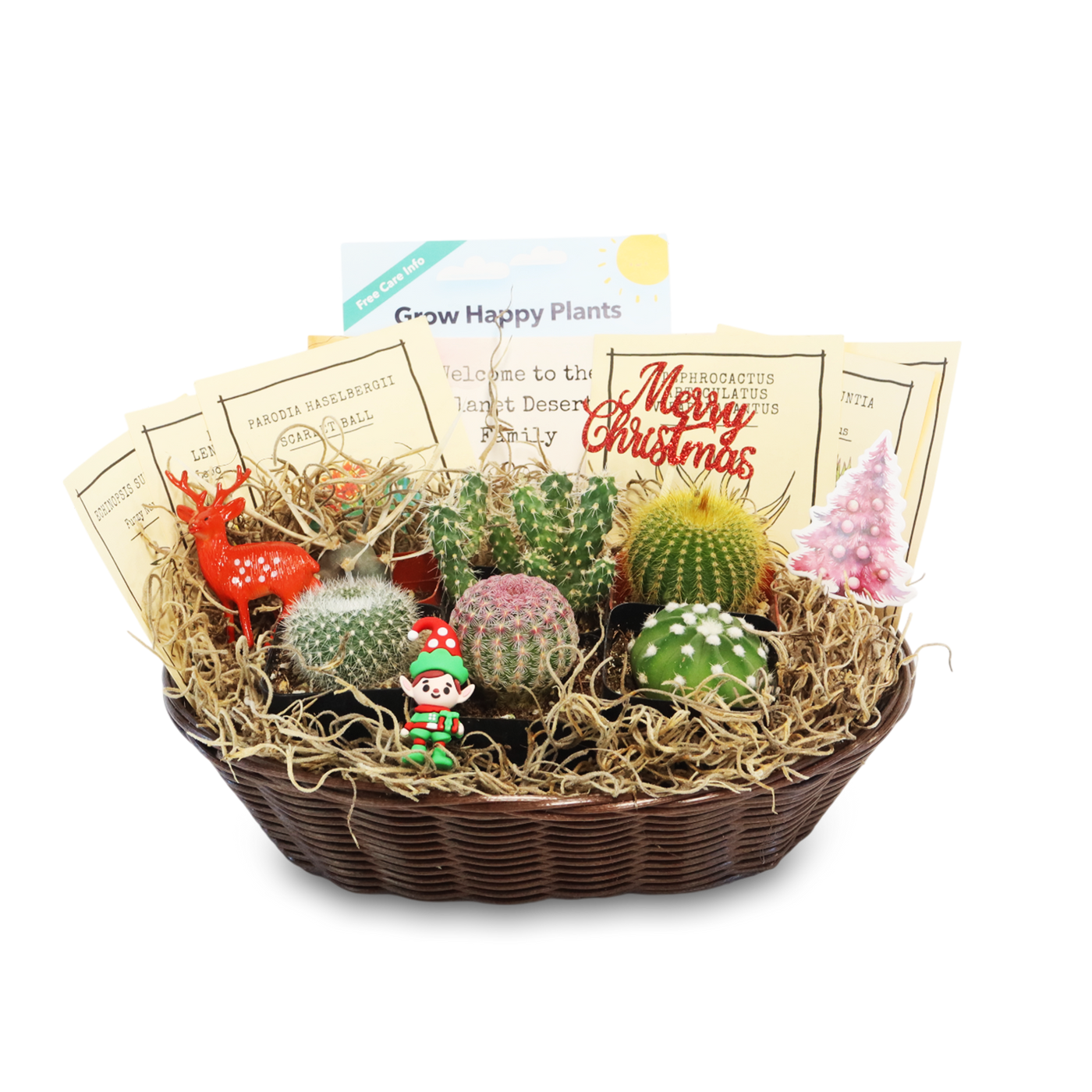 Cactus Gift Basket Arrangement – A Unique Holiday Gift